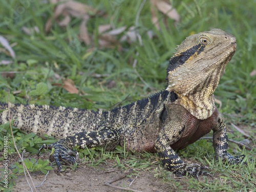 Eastern Water Dragon