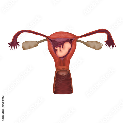 Embryo, fetus in uterus, placenta, umbilical cord. Vector medical illustration. Colored image, white background.