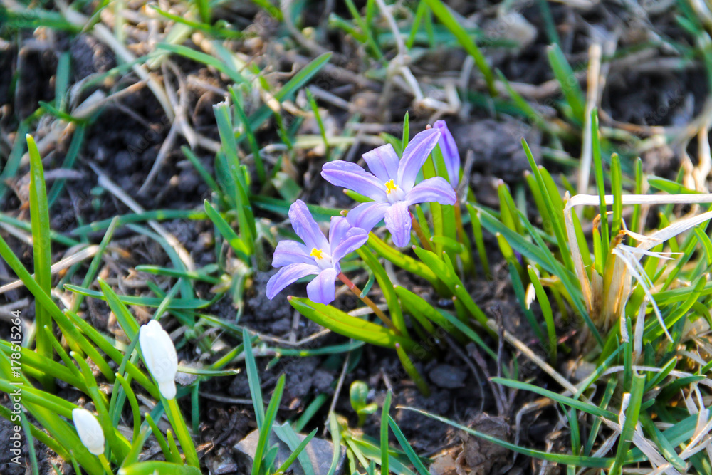 Glory-of-the-snow (chionodoxa luciliae) flowers on spring Glory-of-the-snow (chionodoxa luciliae) flowers on spring