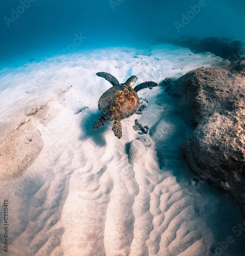 Turtle 