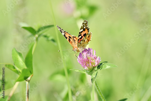 アカツメクサのタテハ蝶
