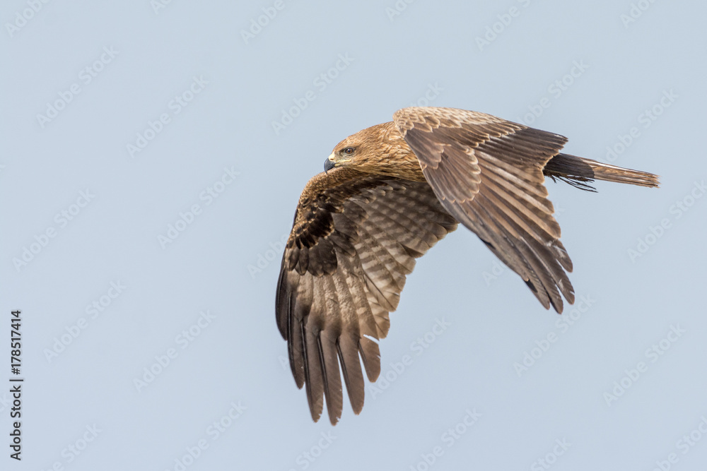 Black kite in flight Black kite in flight