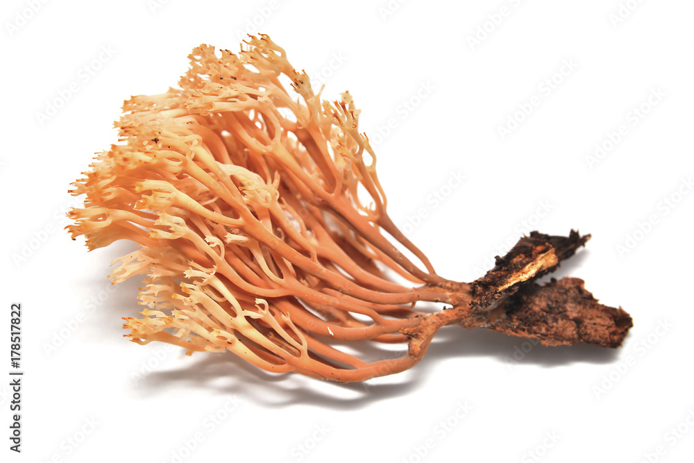 artromyces pyxidatus mushroom artromyces pyxidatus mushroom