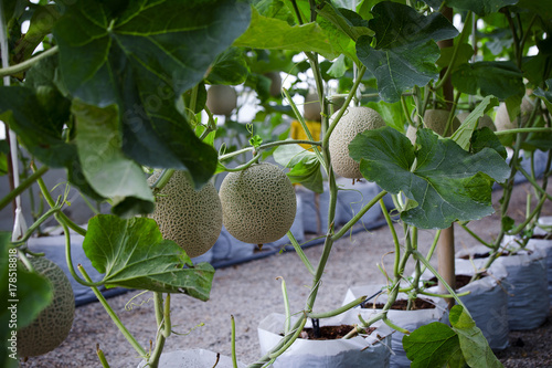 Cantaloupe melons growing in a greenhouse