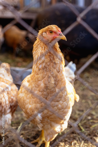 Portrait of a chicken behind a metal mesh on a farm.