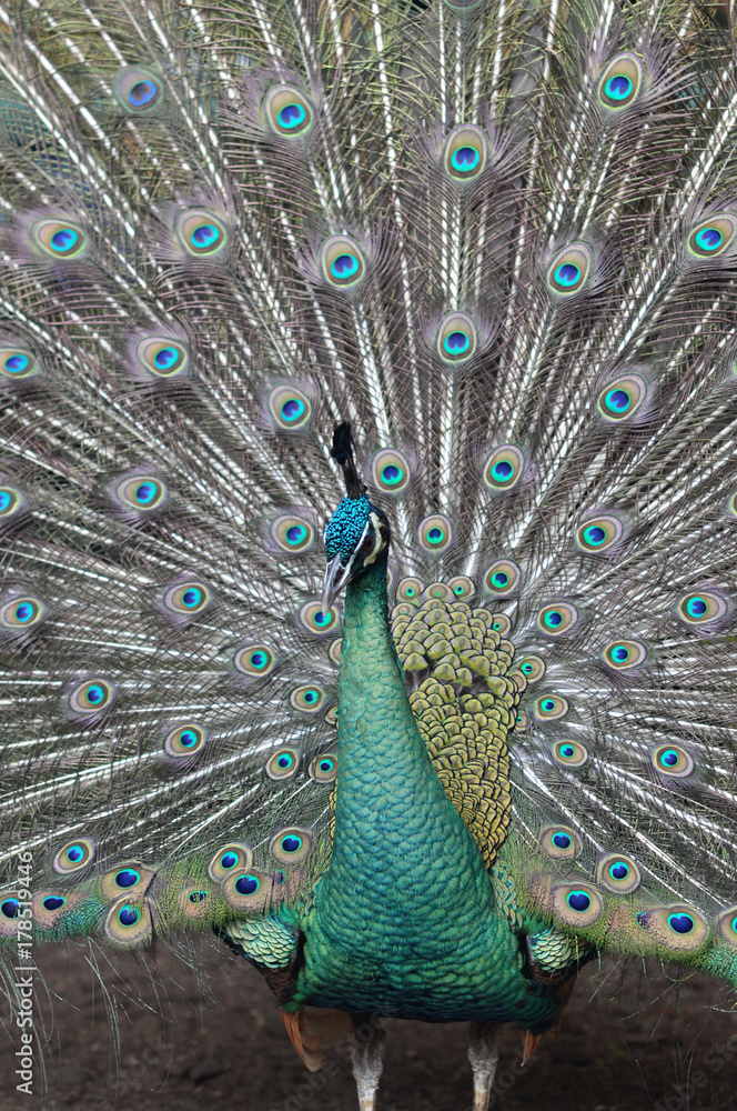 Obraz premium peacock