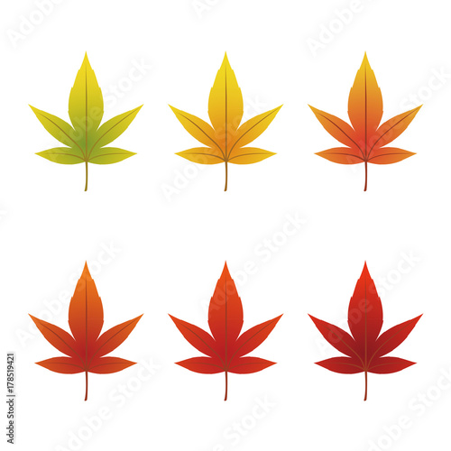 紅葉　葉