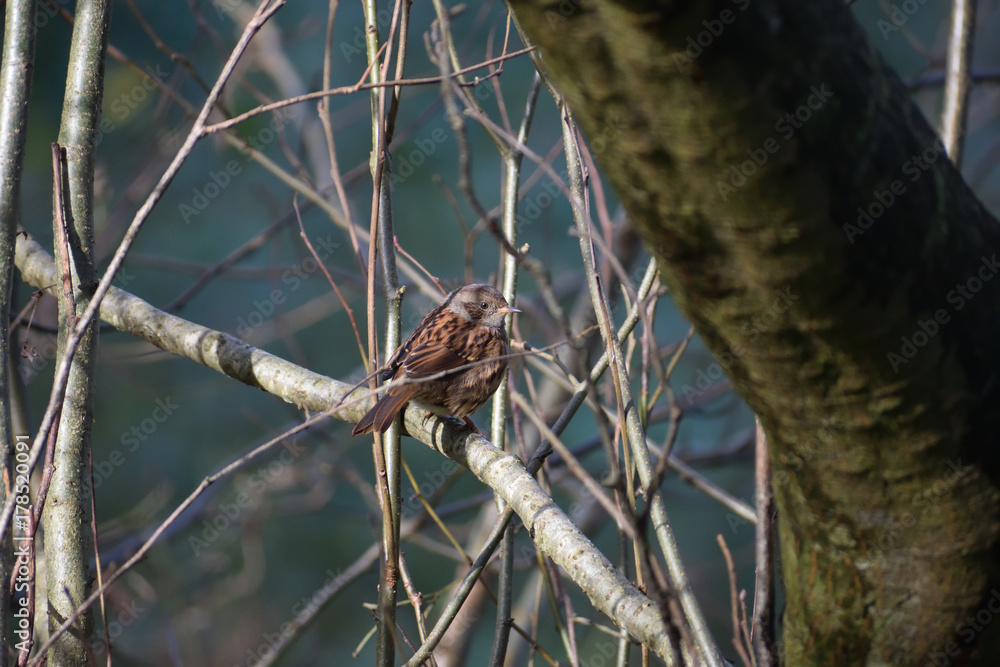 Fototapeta premium Dunnock on branch