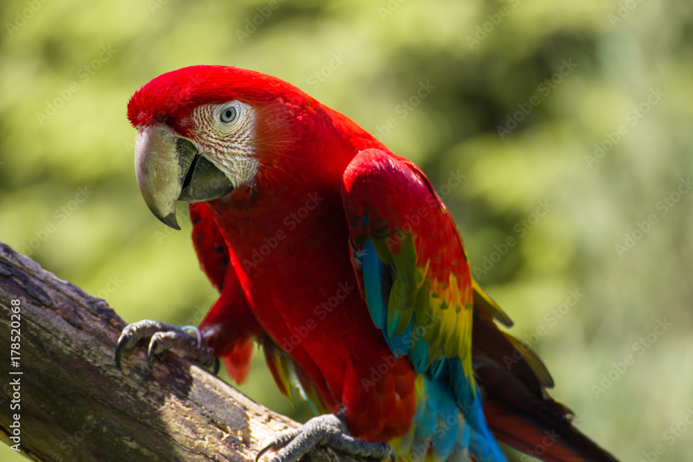 Roter Ara Papagei auf einem Holzast vor einem grünen Wald