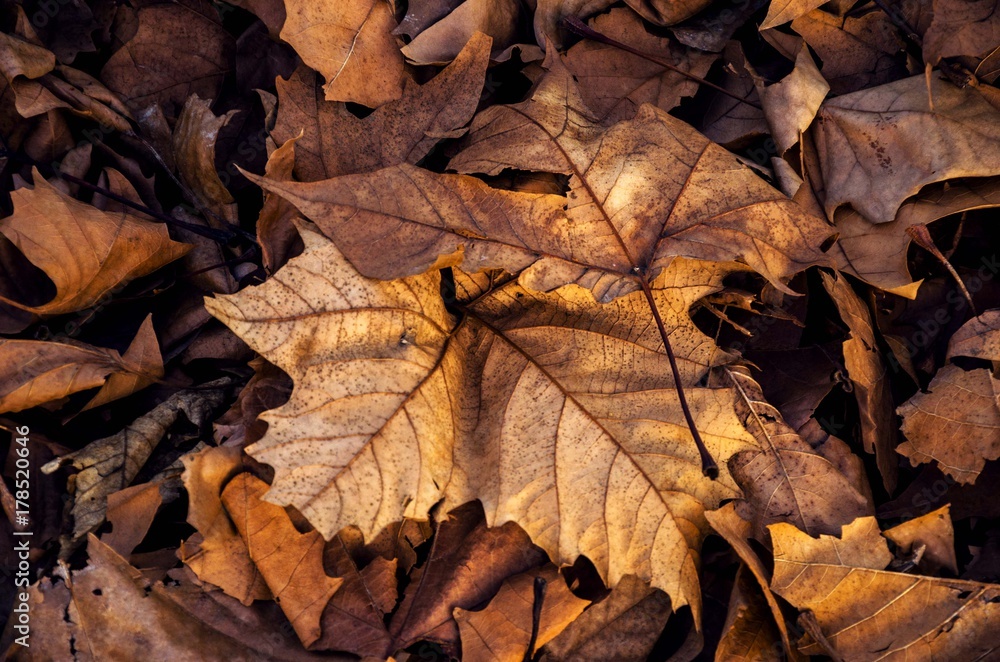 autumn leaf autumn leaf