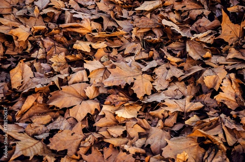 autumn orange fallen leaves