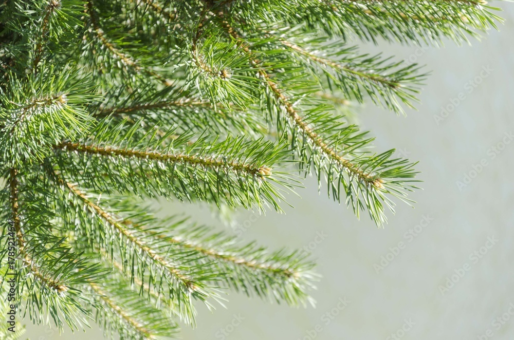 conifer tree branches conifer tree branches