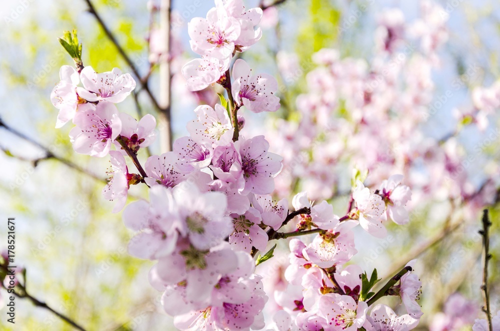 Obraz premium spring blossom tree 