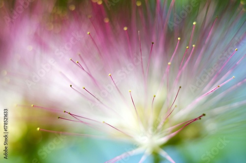 albizia tree flower 