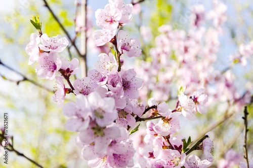 spring blossom tree 