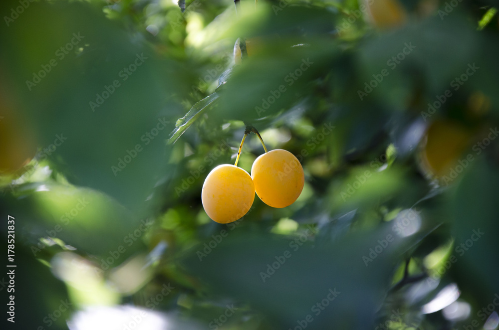 wild yellow plum