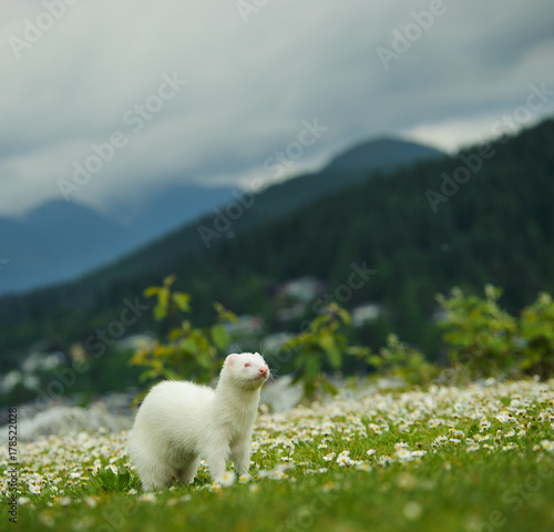 Albino Ferret outdoor portrait standing in field of spring flowers surrounded by mountains