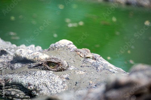 eye of crocodile float in marsh at tropical forest