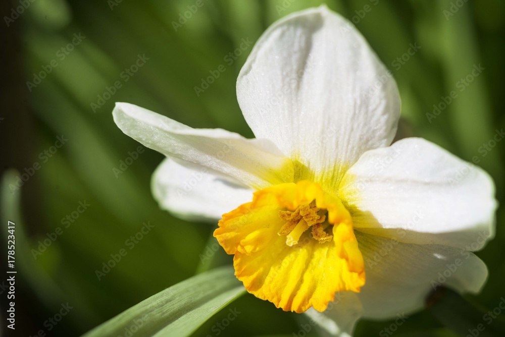 narcissus flower narcissus flower