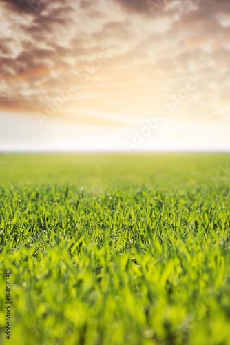 wheat grass field background