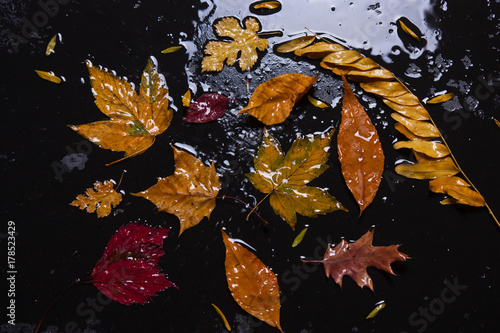 Autumn yellow leaves in a puddle