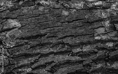 The bark of a tree with a rough surface.