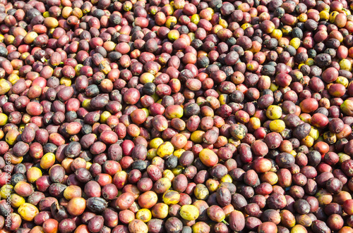 Fresh, unhulled coffee beans are laid out to dry in the sun.