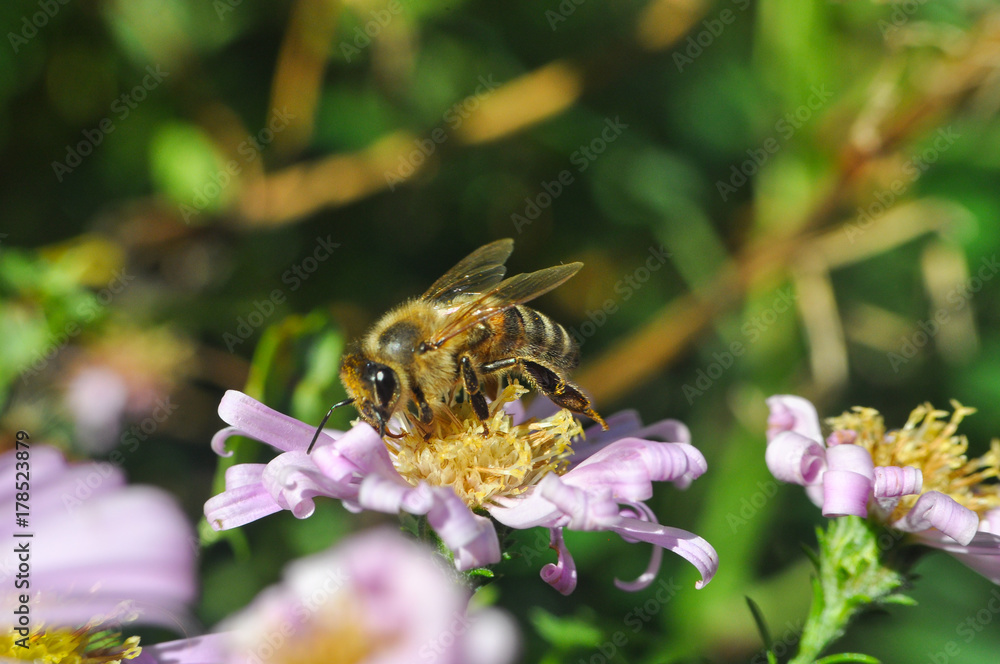 The European honey bee (Apis mellifera) pollinating Aster flower. Honey bee on autumn flowers in garden The European honey bee (Apis mellifera) pollinating Aster flower. Honey bee on autumn flowers in garden