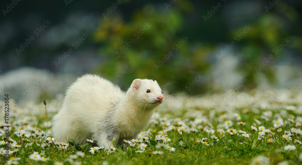 White albino Ferret outdoor portrait in field of flowers White albino Ferret outdoor portrait in field of flowers