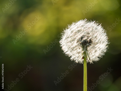 dandelion plant close up 