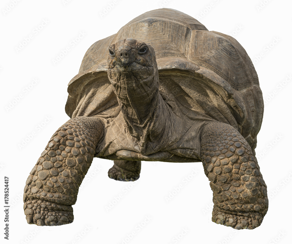 Obraz premium żółw olbrzymi