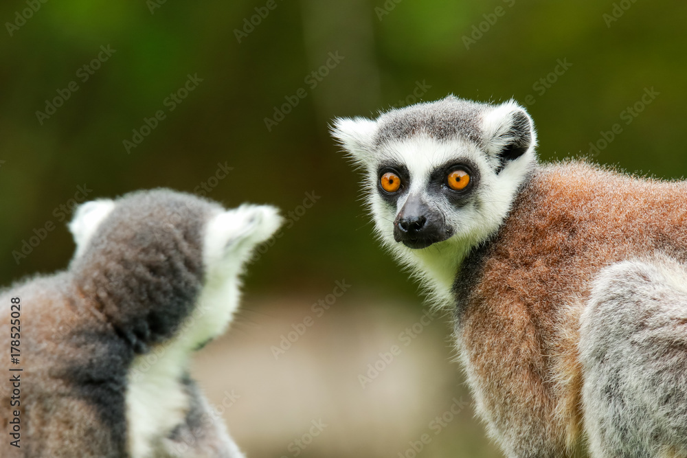 Fototapeta premium Lemur