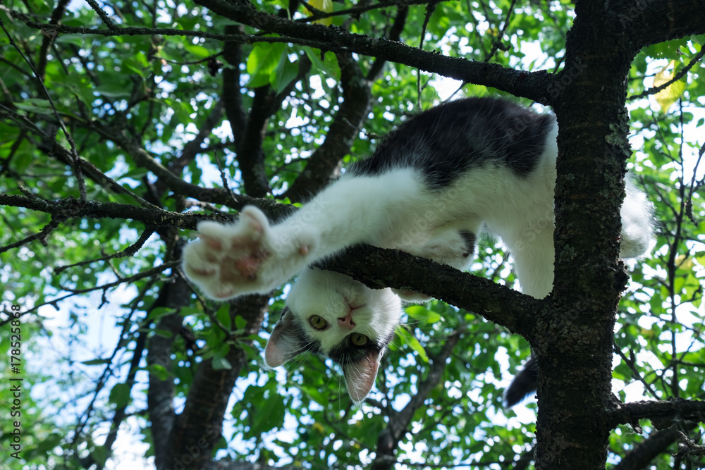 Obraz premium Young black and white cat on a cherry tree branch among green foliage.