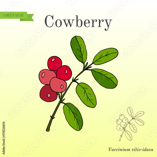 Wild forest ripe cowberries and leaves