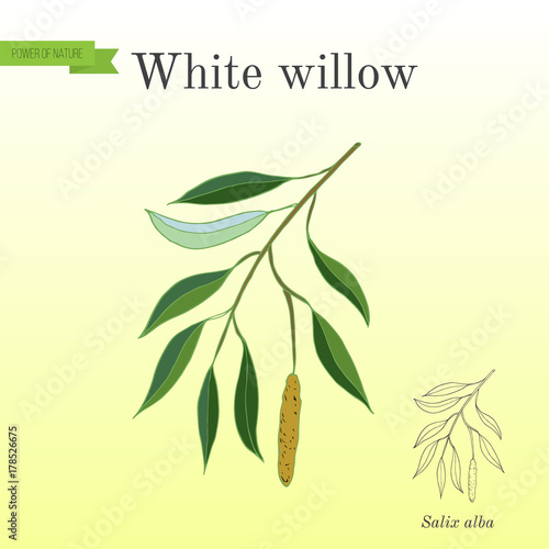 White willow branch