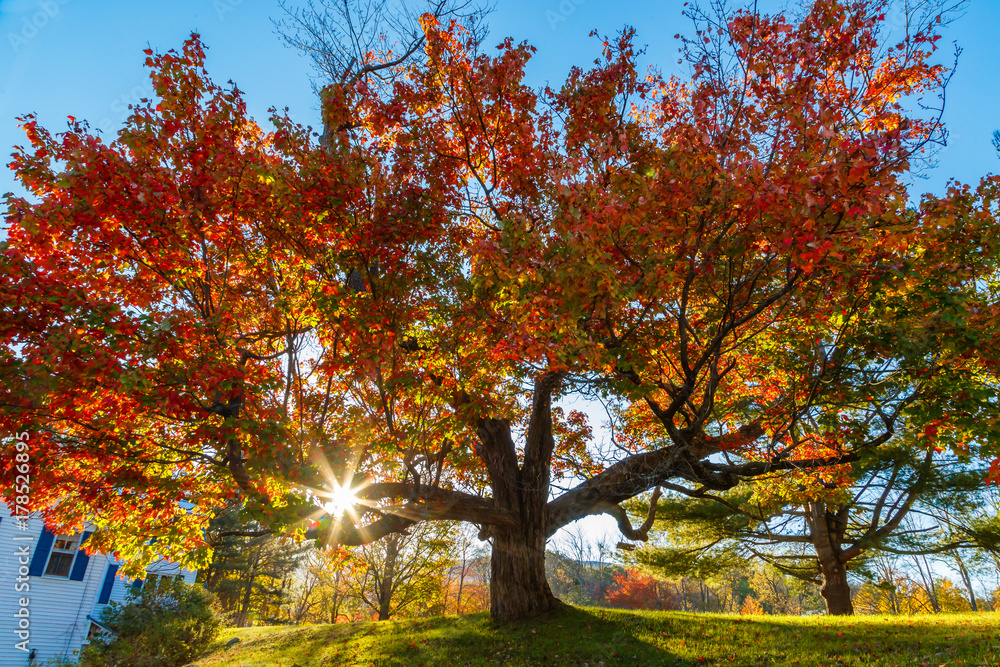 Traumhafter Herbstbaum mit Sonnenstrahlen