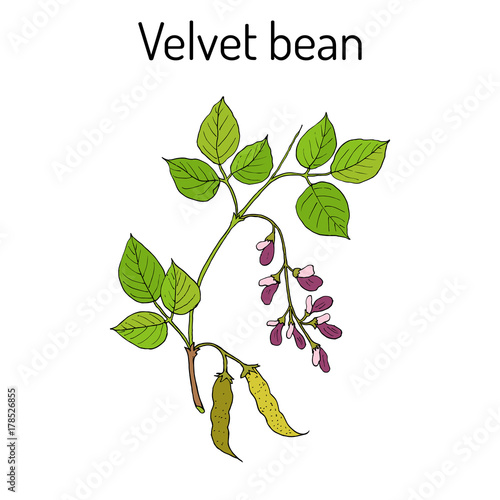 Velvet bean Mucuna pruriens , medicinal plant.