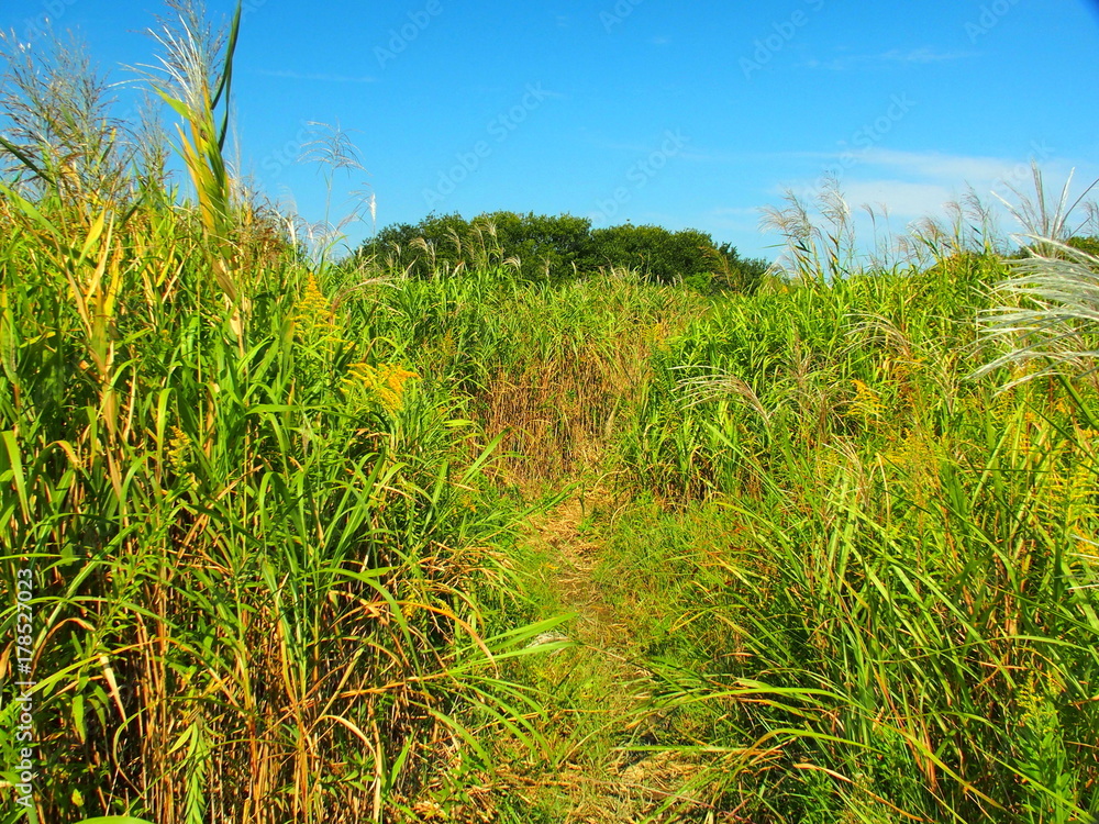 秋の草むら風景 秋の草むら風景