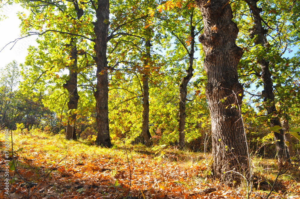 Obraz premium Oak forest with autumn colors. Beautiful forest background