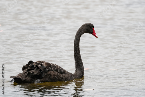 Black Swan in the Swan River  Perth  Western Australia  Australia.