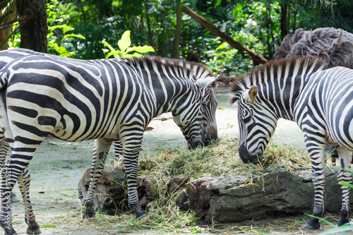 Zebras while eating