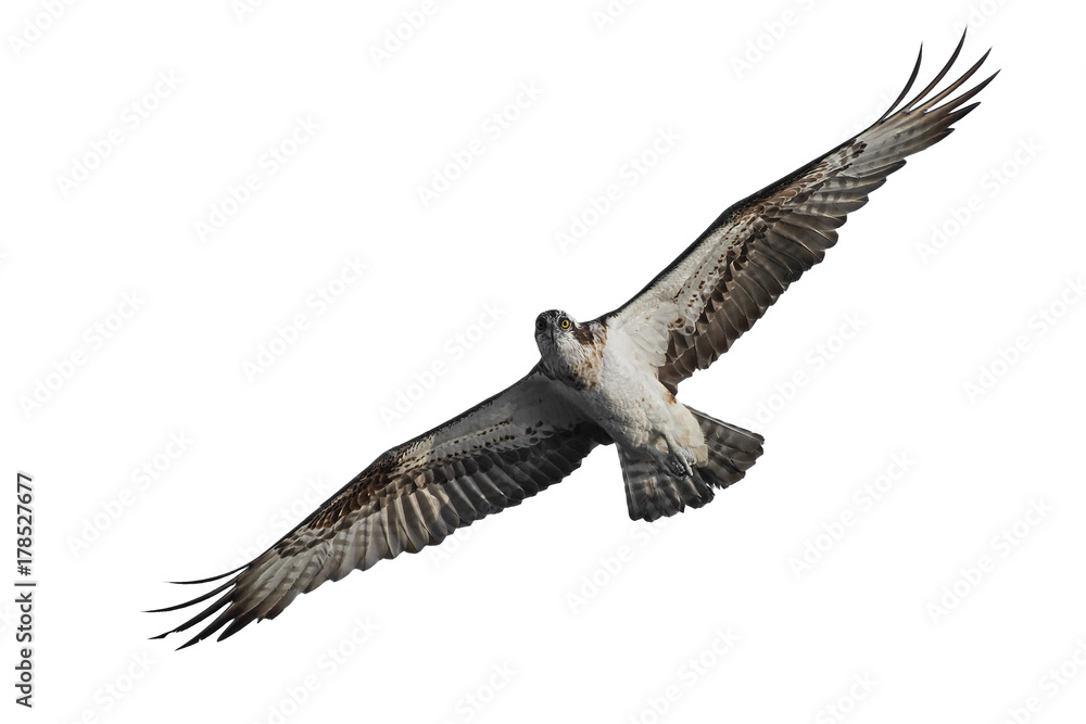 Fototapeta premium Osprey (Pandion haliaetus)