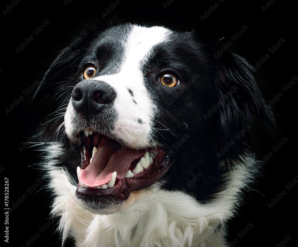 Border Collie Border Collie