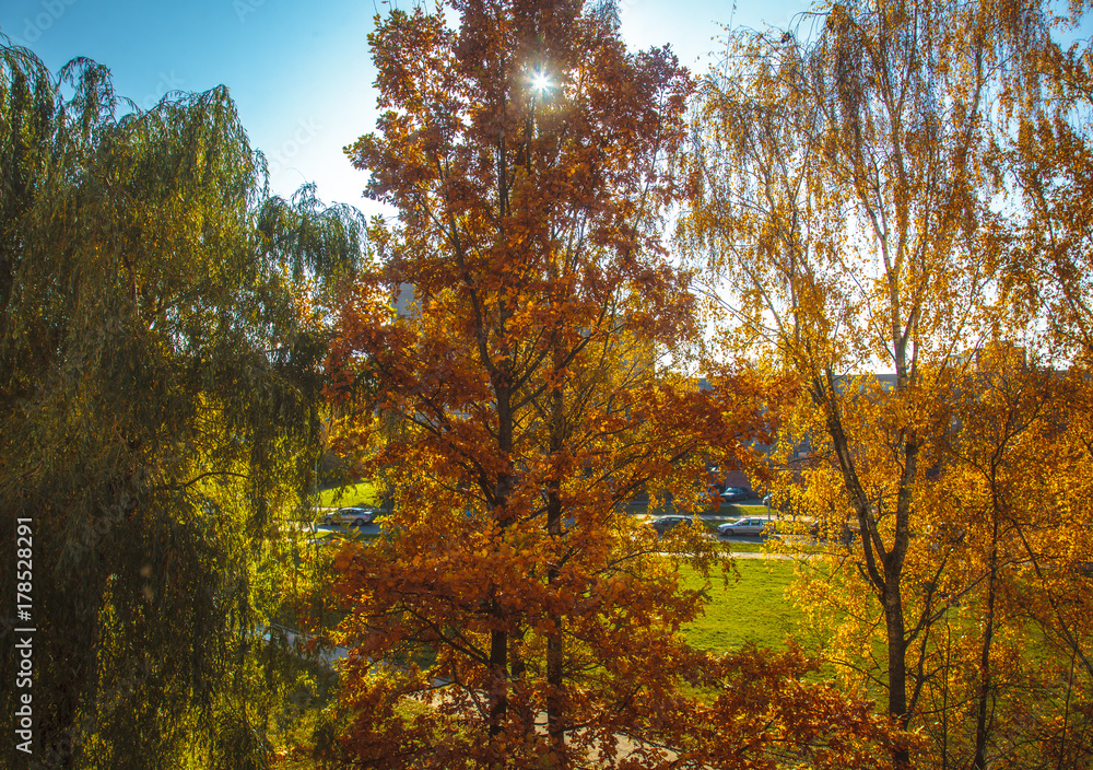 Colors of autumn