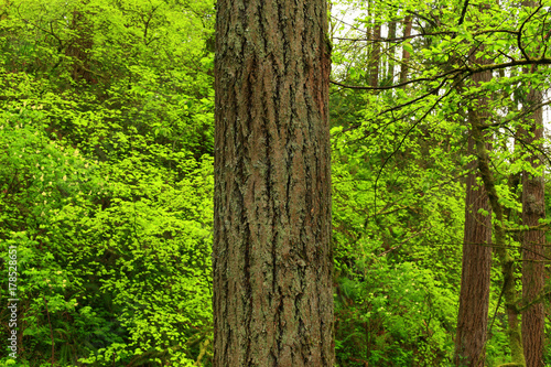 a picture of an Pacific Northwest forest with Bleeding heart plants