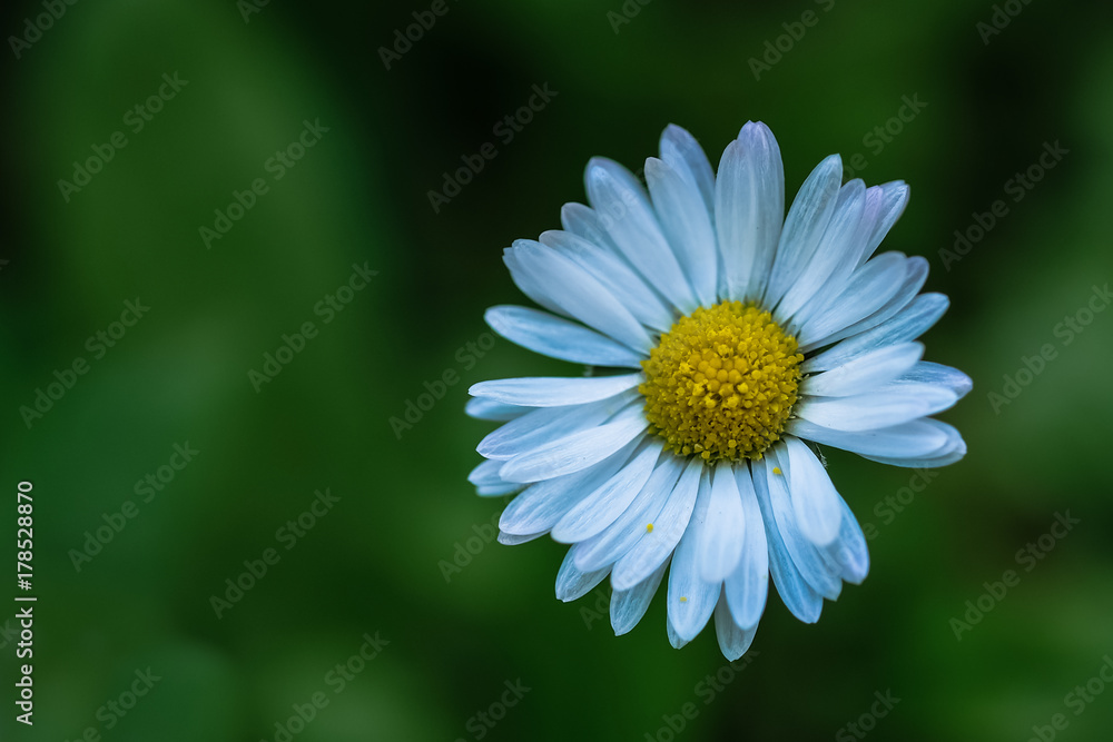 Obraz premium Margherita