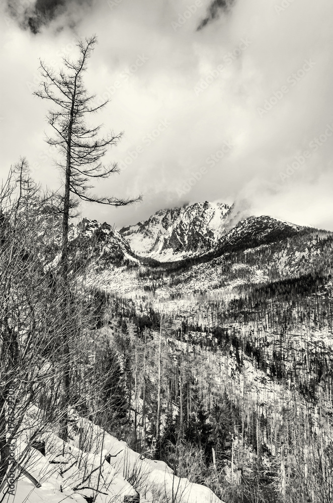 Spruce forest after natural disaster in High Tatras mountains, colorless