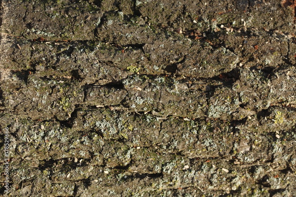 Holztextur, Hintergrundbild, braune Baumrinde Holztextur, Hintergrundbild, braune Baumrinde