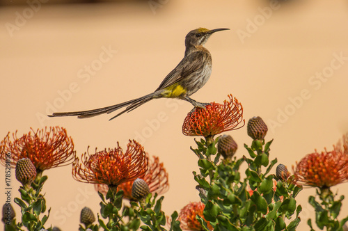 Cape Sugar bird, male,  Promerops cafer, sitting on Pincushion Fynbos looking right and leaning back, South Africa photo