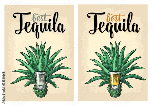 Cactus blue agave with glass tequila. Vintage vector engraving illustration for label, poster, web.